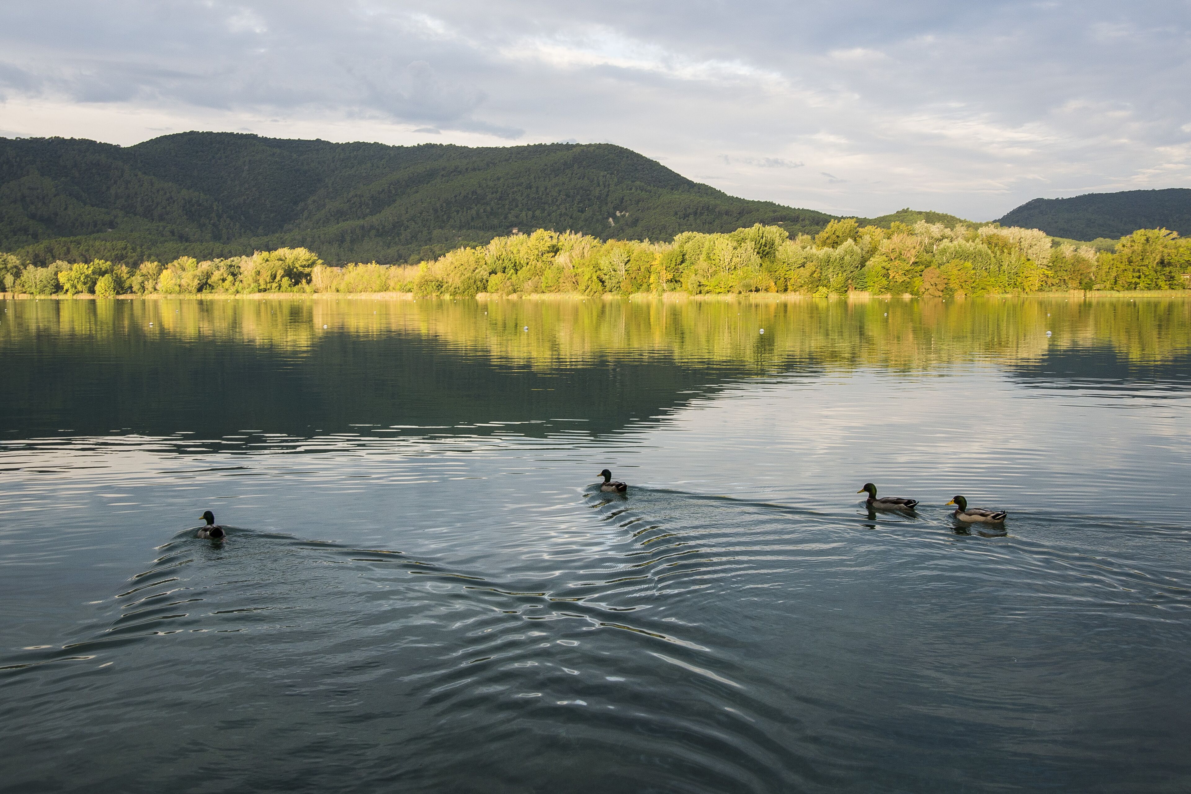 Un lac paisible où nagent des canards, entouré de collines boisées.