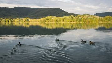 Un lac paisible où nagent des canards, entouré de collines boisées.