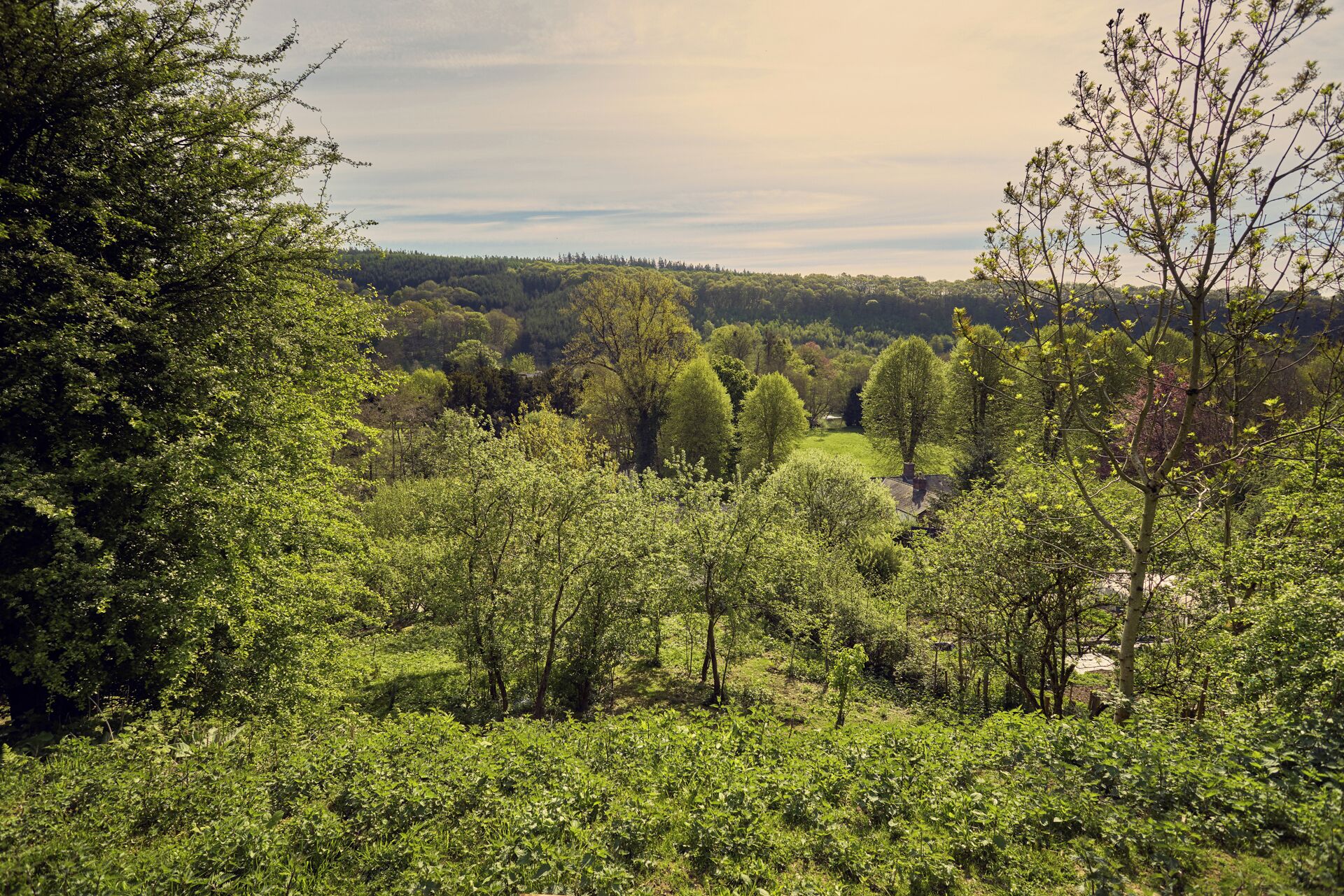 A lush green landscape with dense trees and a clear sky.