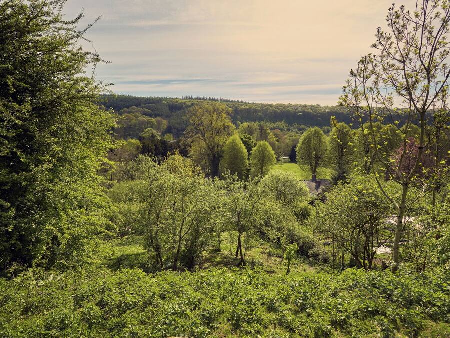 A lush green landscape with dense trees and a clear sky.