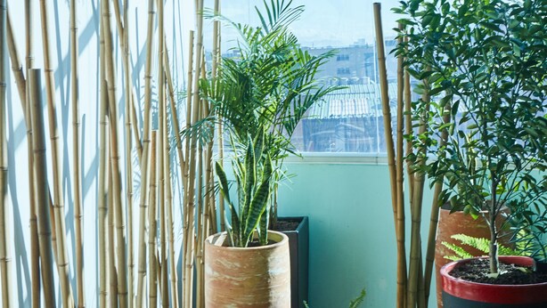 Une pièce dotée d’une grande fenêtre, de quelques tiges de bambou et de diverses plantes en pot.