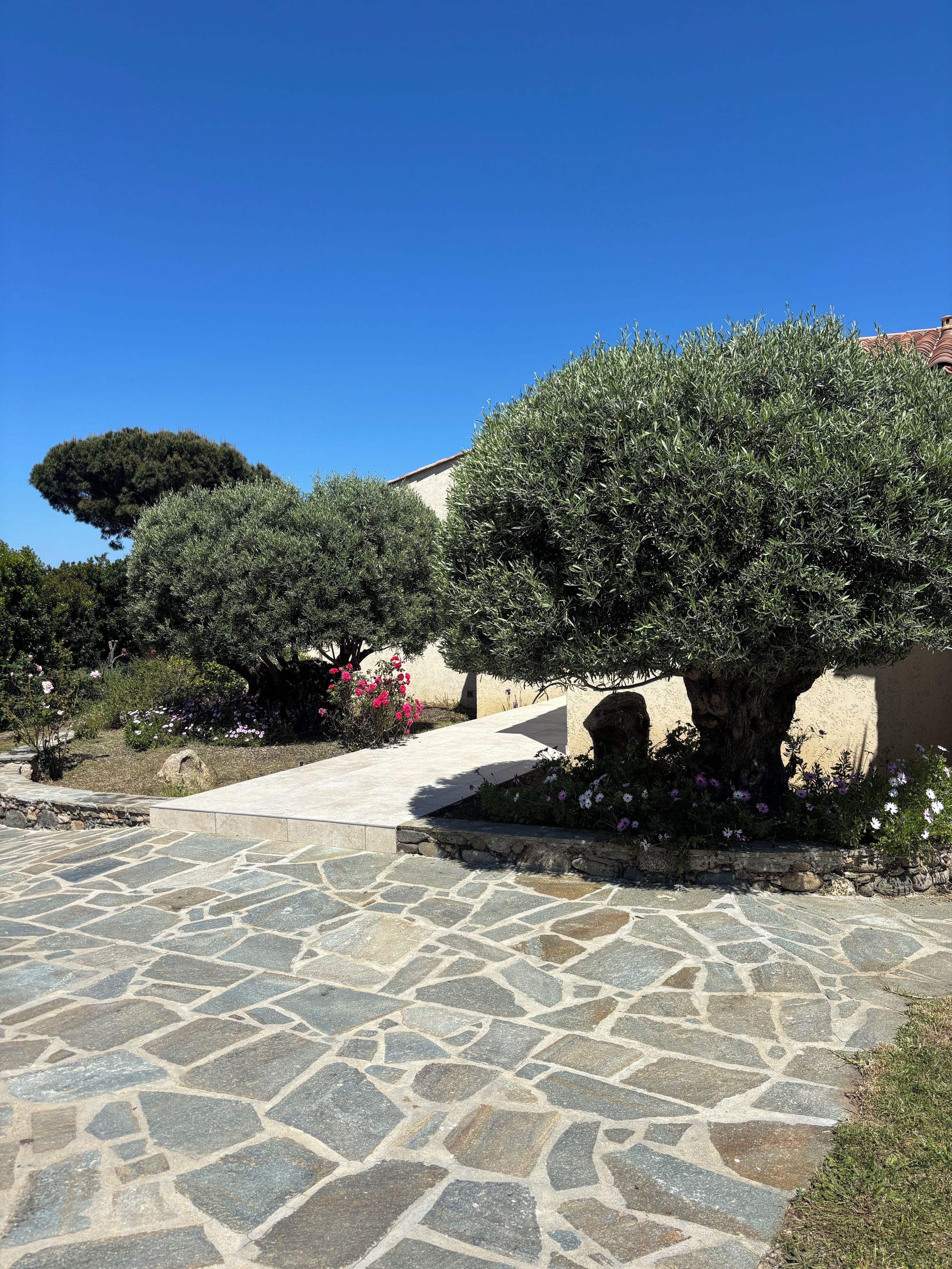 A stone-paved pathway leading to a building with a large tree and flowering plants.