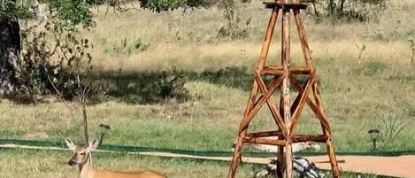 A deer in a grassy field with a wooden structure in the background.