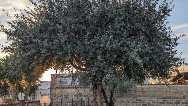 Un arbre, avec un mur de pierres et une clôture en arrière-plan.