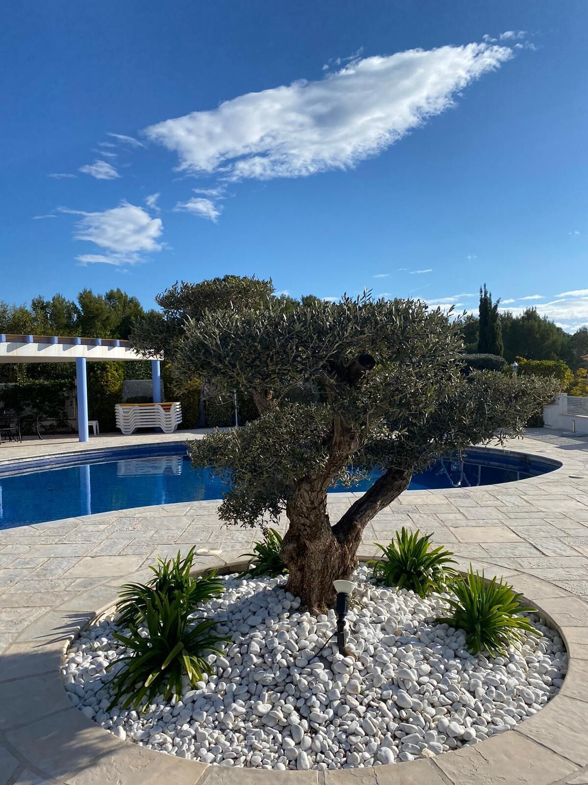 Ein Poolbereich mit Baum, weißem Kies, einer Pergola und blauem Himmel.