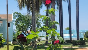 Ein Garten mit Palmen und einer roten Blüte im Vordergrund.