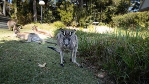 Overnattingsstedets uteområder