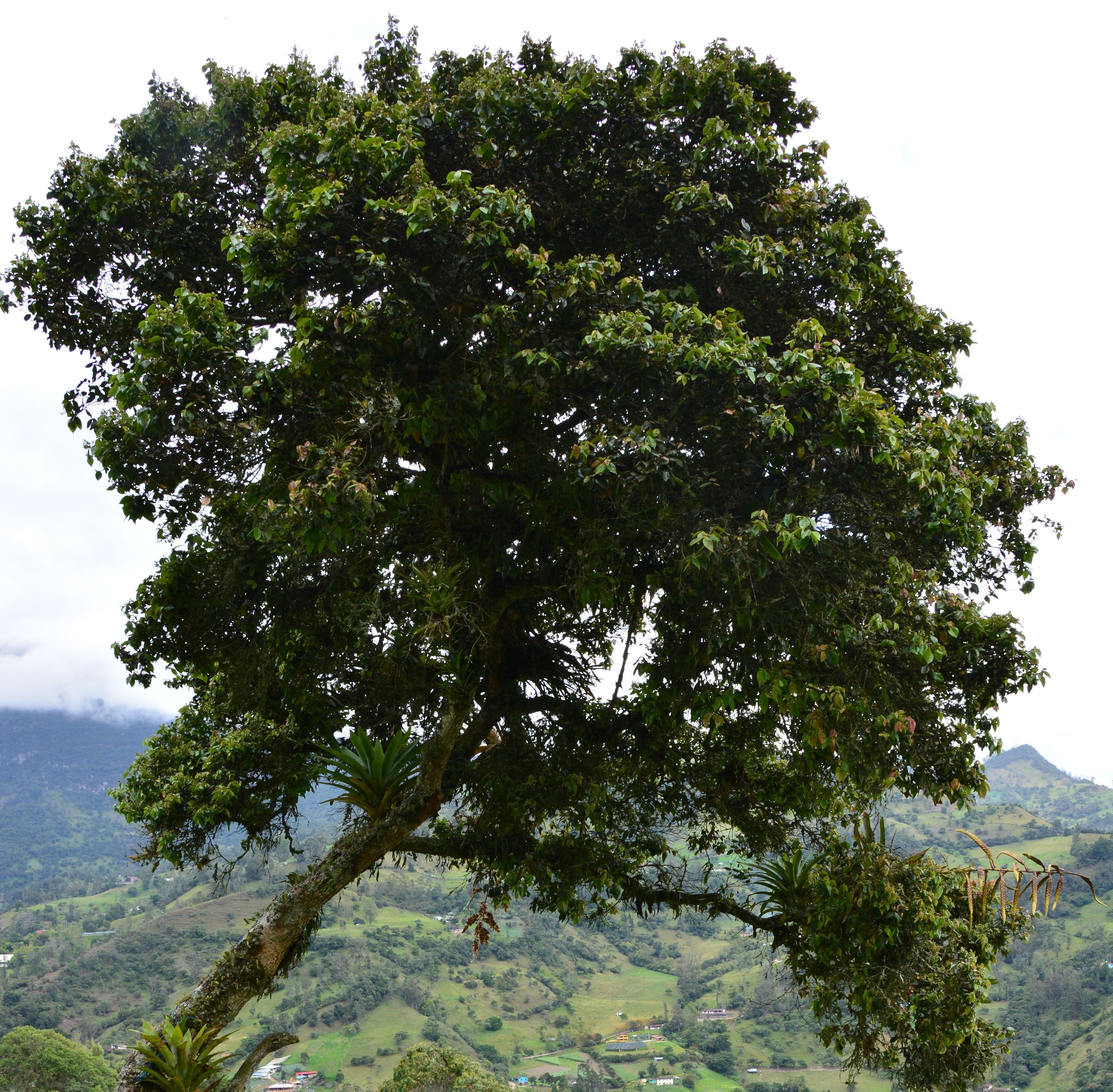 A large tree with dense foliage, set against a backdrop of rolling hills and a distant mountain range.