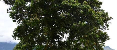 A large tree with dense foliage, set against a backdrop of rolling hills and a distant mountain range.