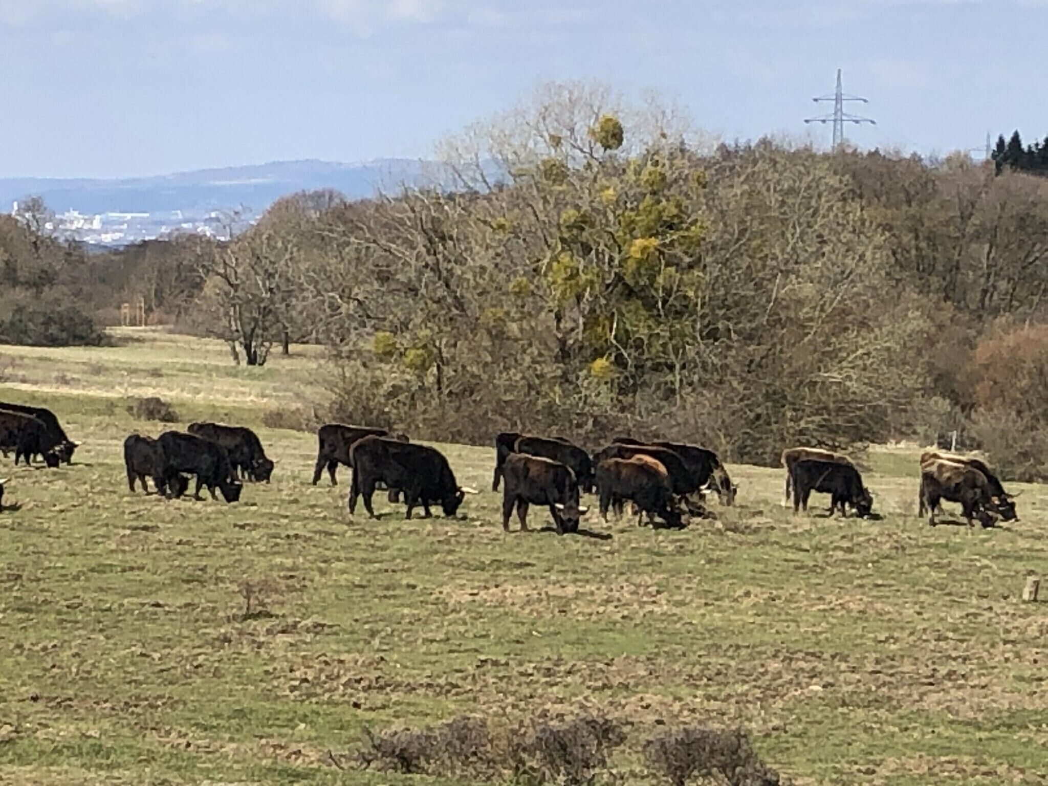 Een landelijk landschap met grazende koeien en bomen.