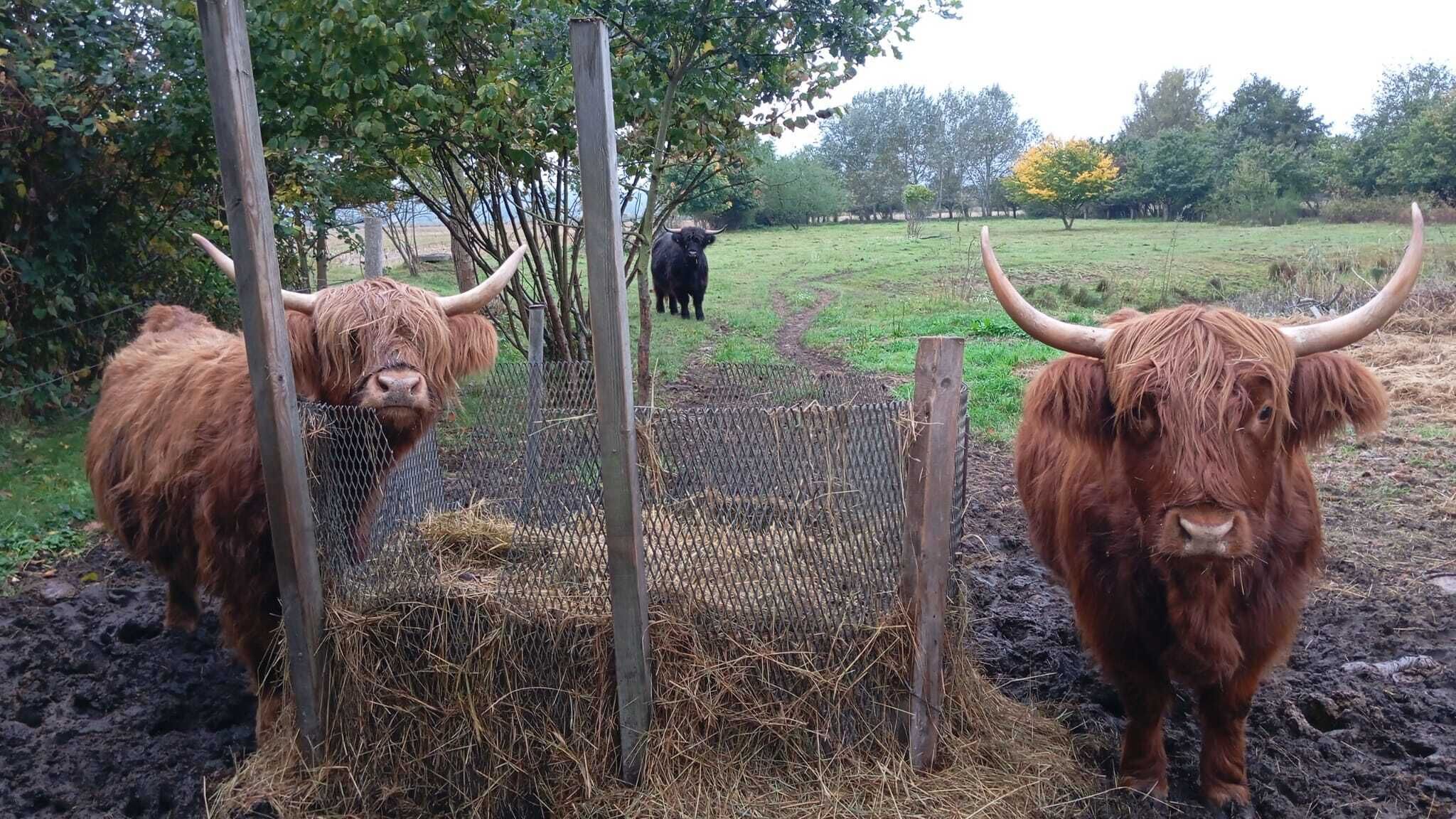 Twee Hooglandrunder met lange hoorns in een omheind weiland met hooi.