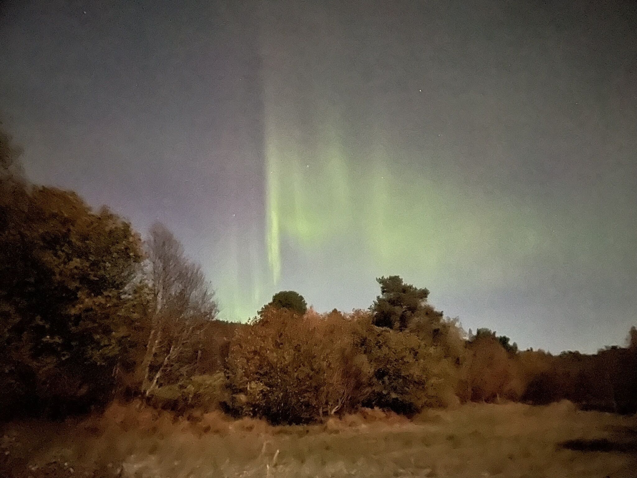 A night sky with the aurora borealis visible above a forested area.