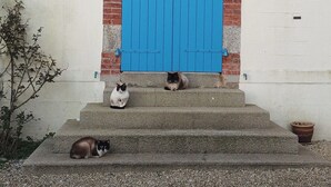 A building entrance with a blue door, steps leading up to it, and two cats sitting on the steps. - Appartement Neuf, à 5minutes de la Plage, Commerce au Rdc, Pour 4 Personnes (Plounéour-Brignogan-plages)