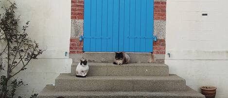 Een gebouwtrappe met een blauwe deur, met treden die erheen leiden, en twee katten zittend op de treden.
