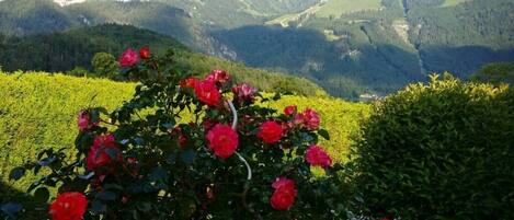 Área da propriedade