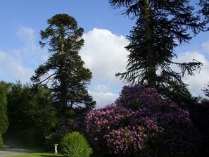 Un sendero bordeado por altos árboles y un arbusto con flores moradas.