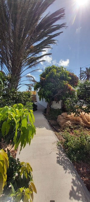 Stroll through our lush garden, surrounded by a variety of plants and palm trees.