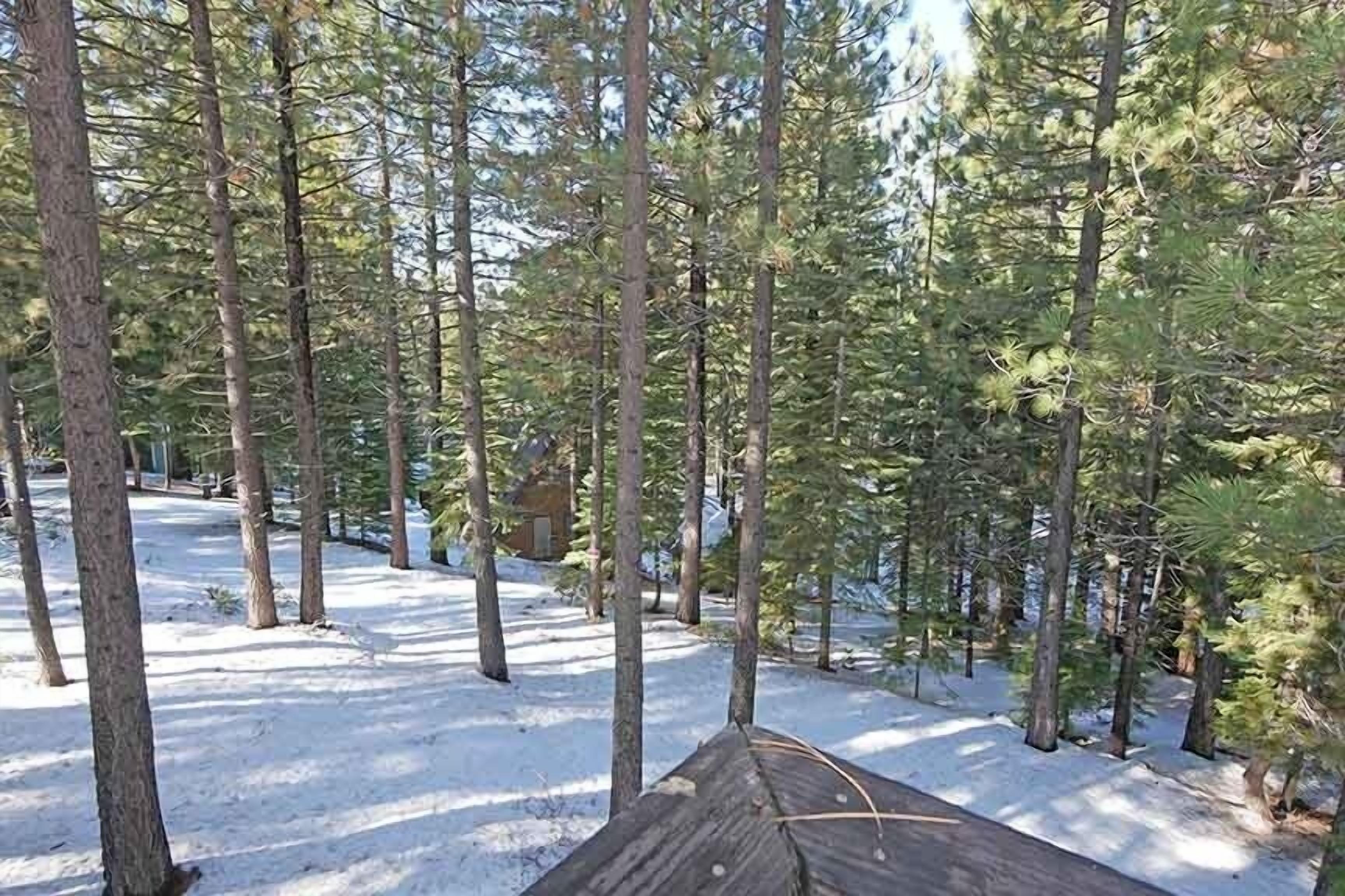 Un área boscosa con altos pinos y una estructura de madera al frente.