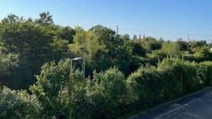 Eine Straße, gesäumt von üppiger Vegetation und Bäumen.