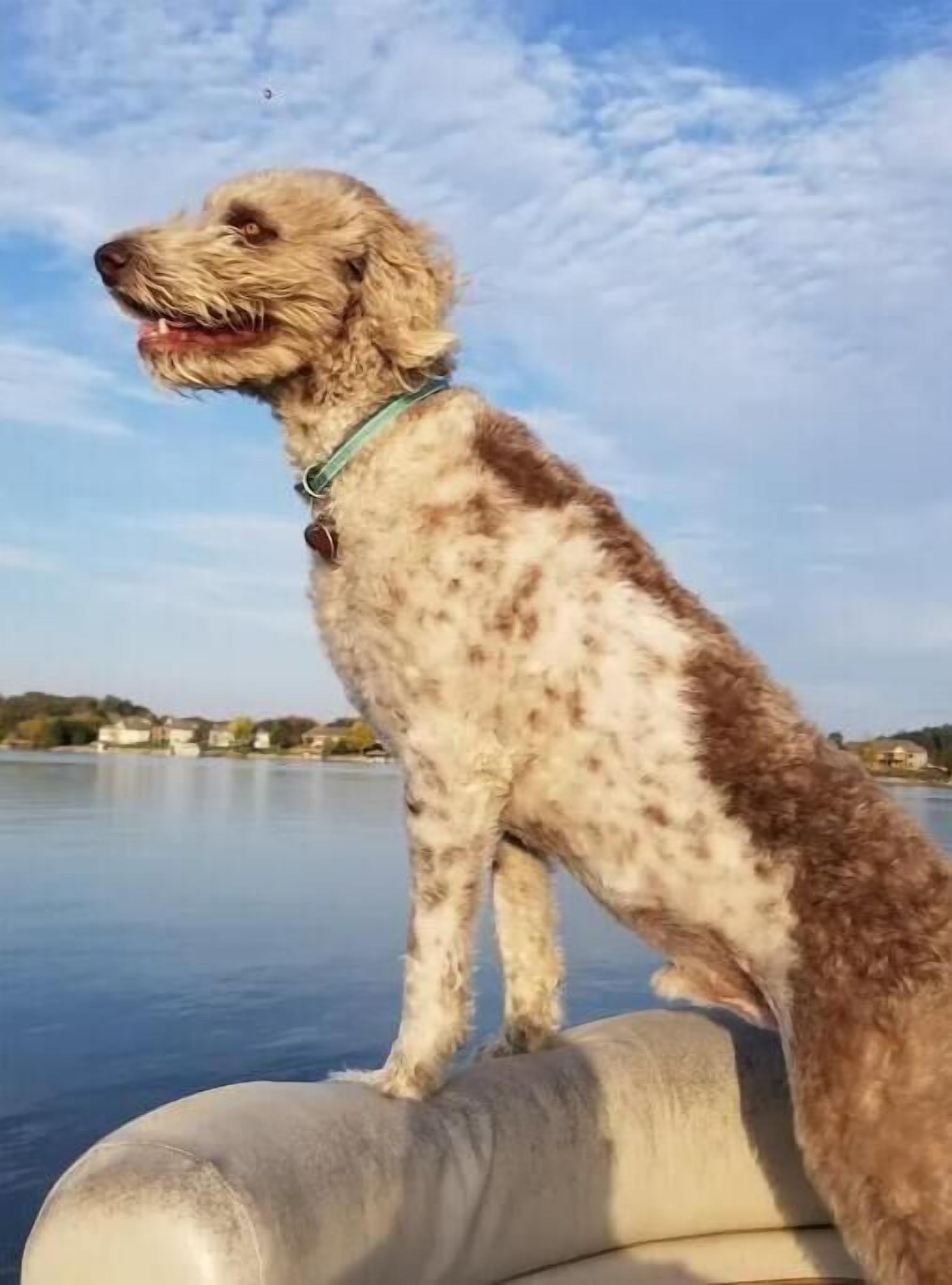 A dog sitting on a boat with a calm body of water and houses in the background.