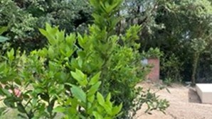 Un espace jardin agrémenté de diverses espèces d’arbustes et d’arbres à feuillage verdoyant.