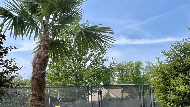 A backyard with a swimming pool, a palm tree, and a rubber duck.