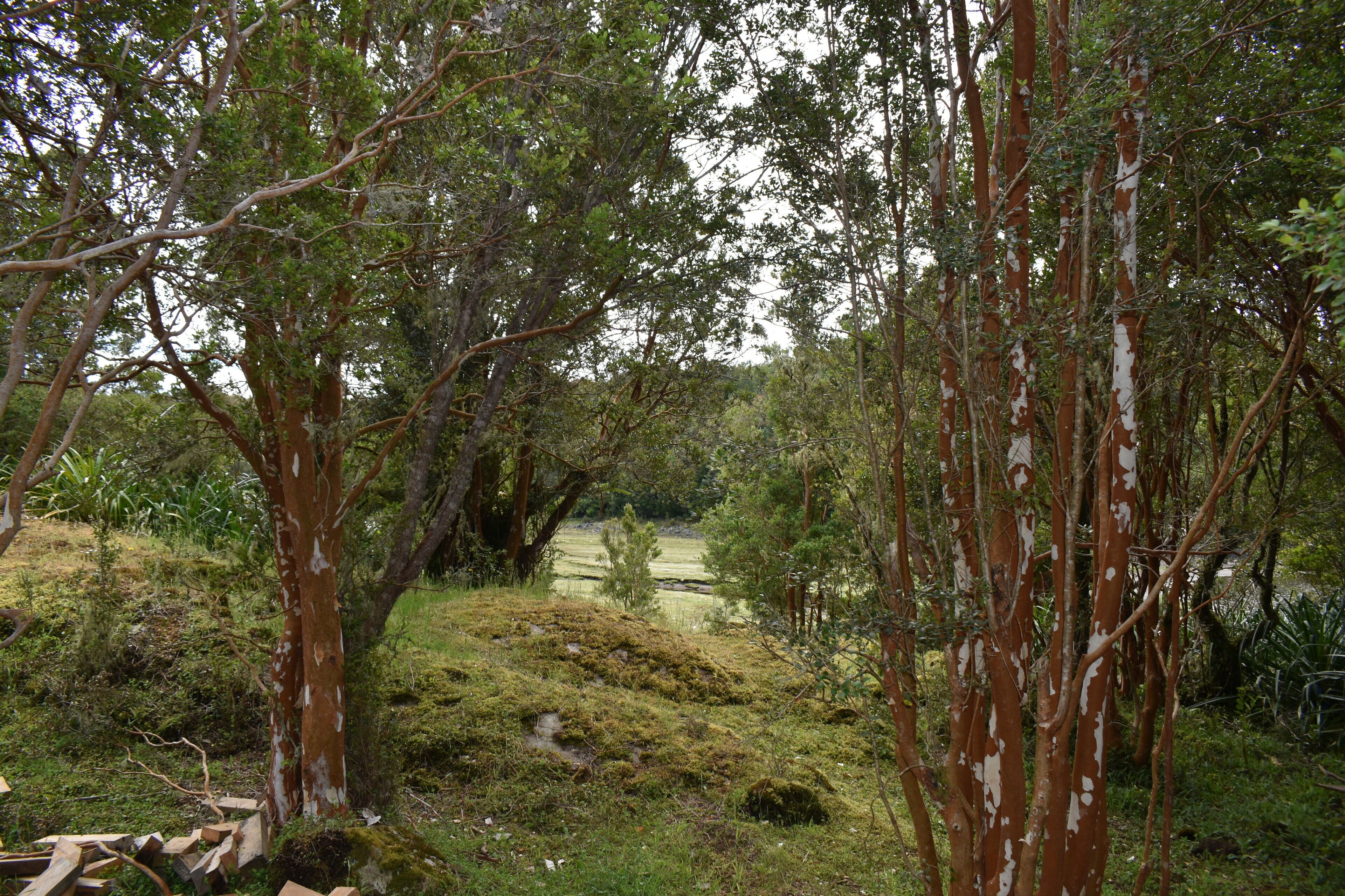 A natural landscape with trees and a grassy area.