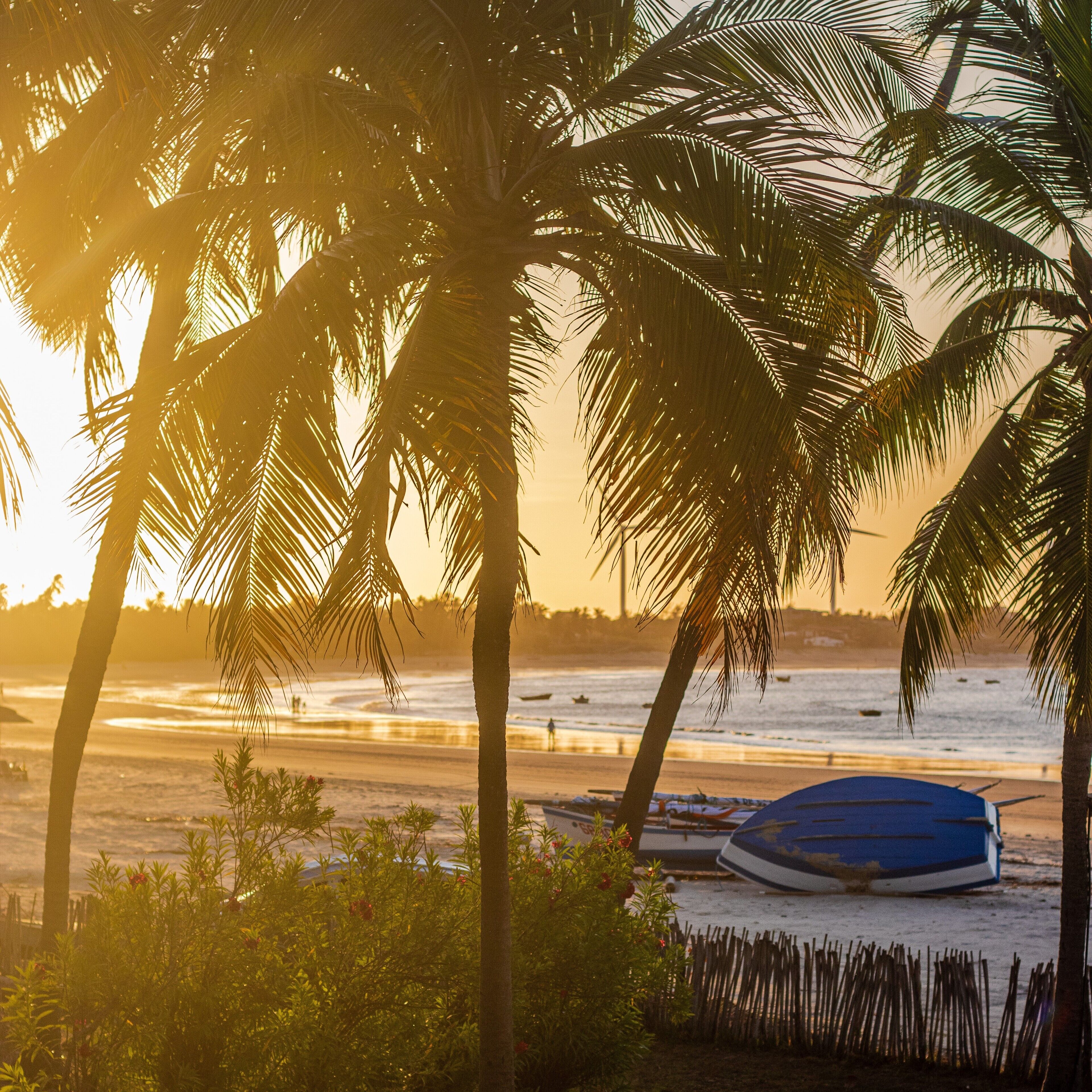 Une scène de plage avec des palmiers et un bateau.