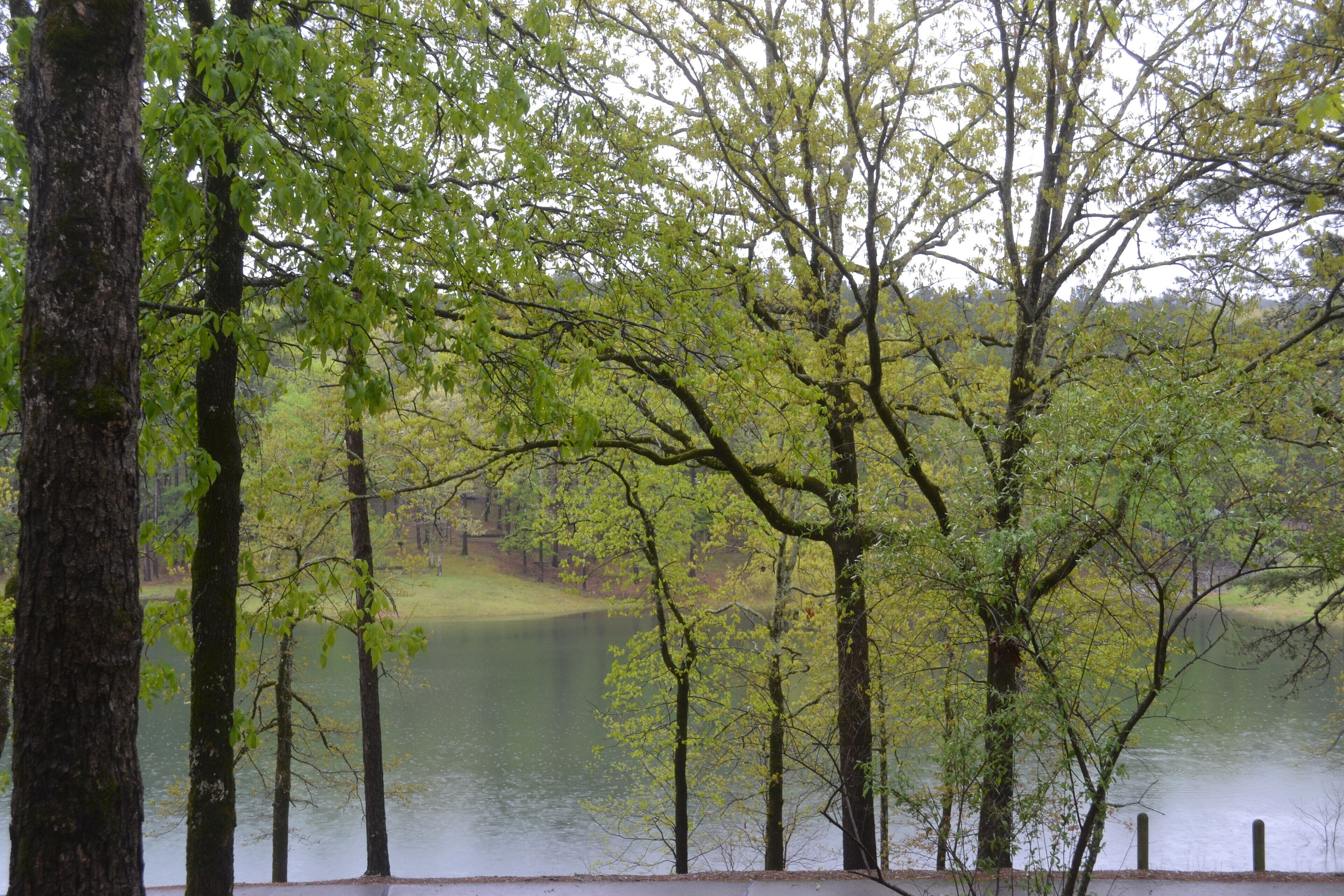 A serene lakeside view with tall trees and a calm water body.