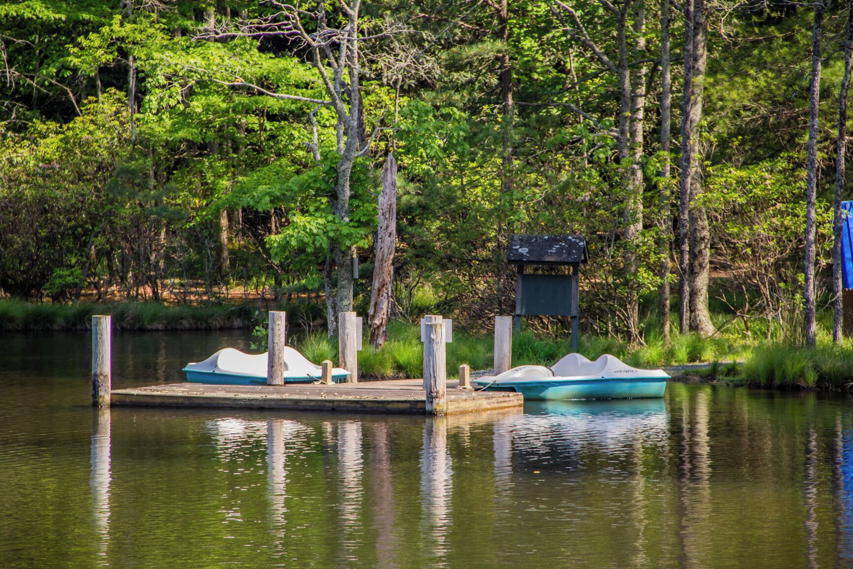 A wooden dock with two boats, surrounded by dense green foliage and trees.