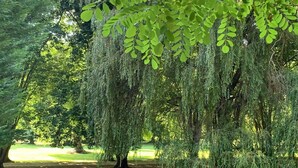 A serene park with mature trees, including a prominent weeping willow, and a well-maintained grassy area. - Domaine des Rives D'ormoy : Moorea (Ormoy-la-Rivière)