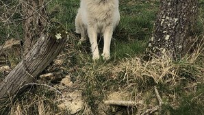 A large, fluffy dog standing between two trees in a grassy field. - Gite Lasterenborda (Osses)