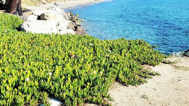 A coastal landscape with a large tree, clear blue sky, and a sandy beach.
