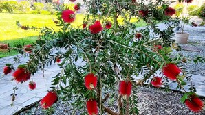 A small tree with red flowers in a gravel bed, surrounded by a paved area with a house in the background.