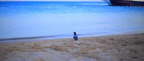 Plage