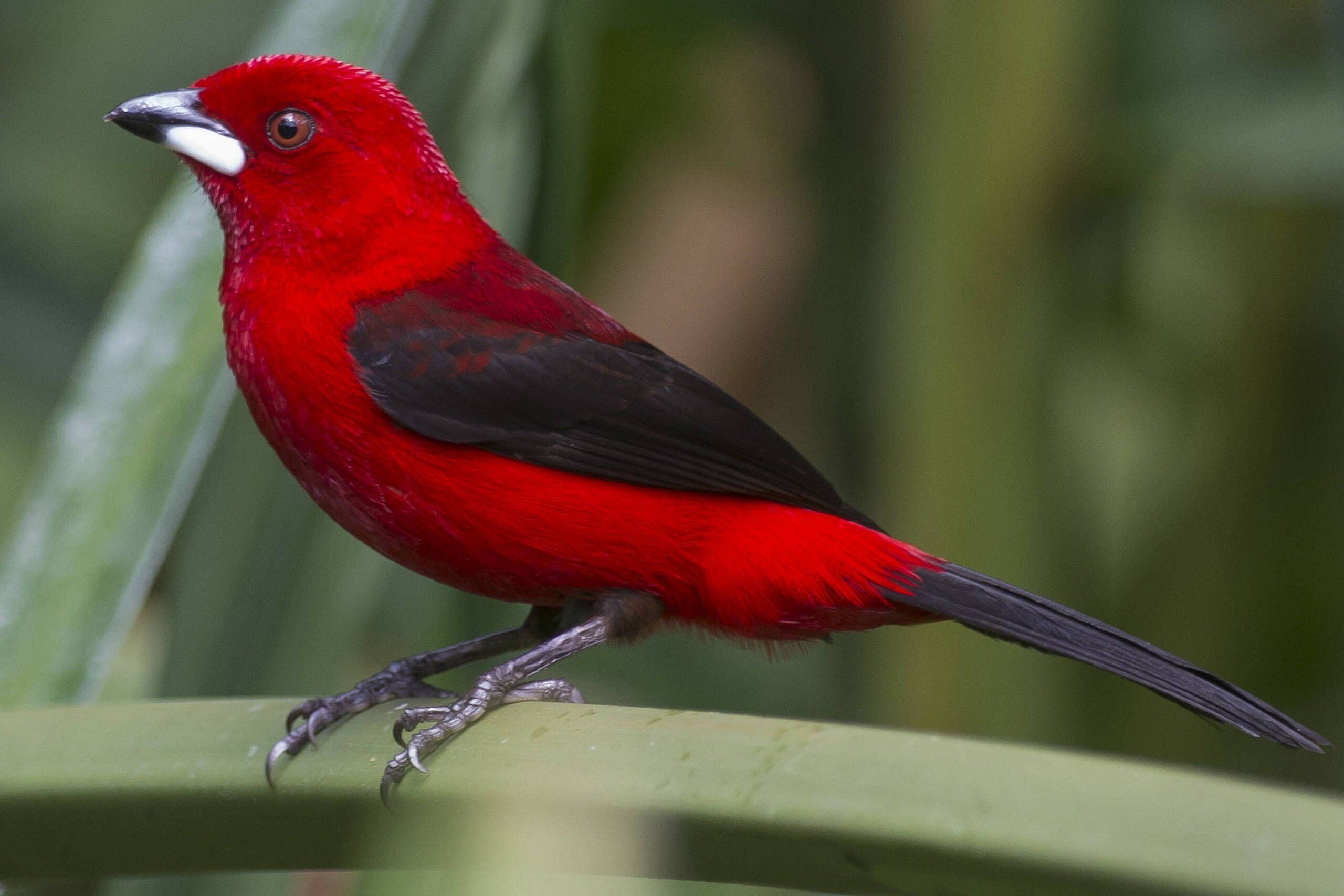Un pájaro rojo posado sobre una estructura verde.