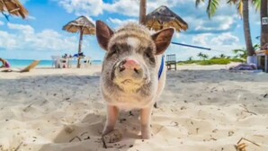 Une scène de plage avec un cochon portant une tenue bleue et blanche.