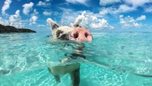 Un chien nage dans une eau turquoise et limpide, avec une étendue de terre visible en arrière-plan.