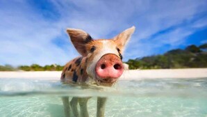 Un cochon dans une eau claire, avec une plage et de la végétation en arrière-plan.