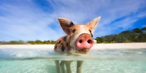 Miscellaneous - Comp Car Rental Inc! Casa Buckey! (Nassau)