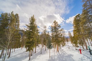 Escape to a serene winter wonderland surrounded by towering evergreen trees and a blanket of snow.