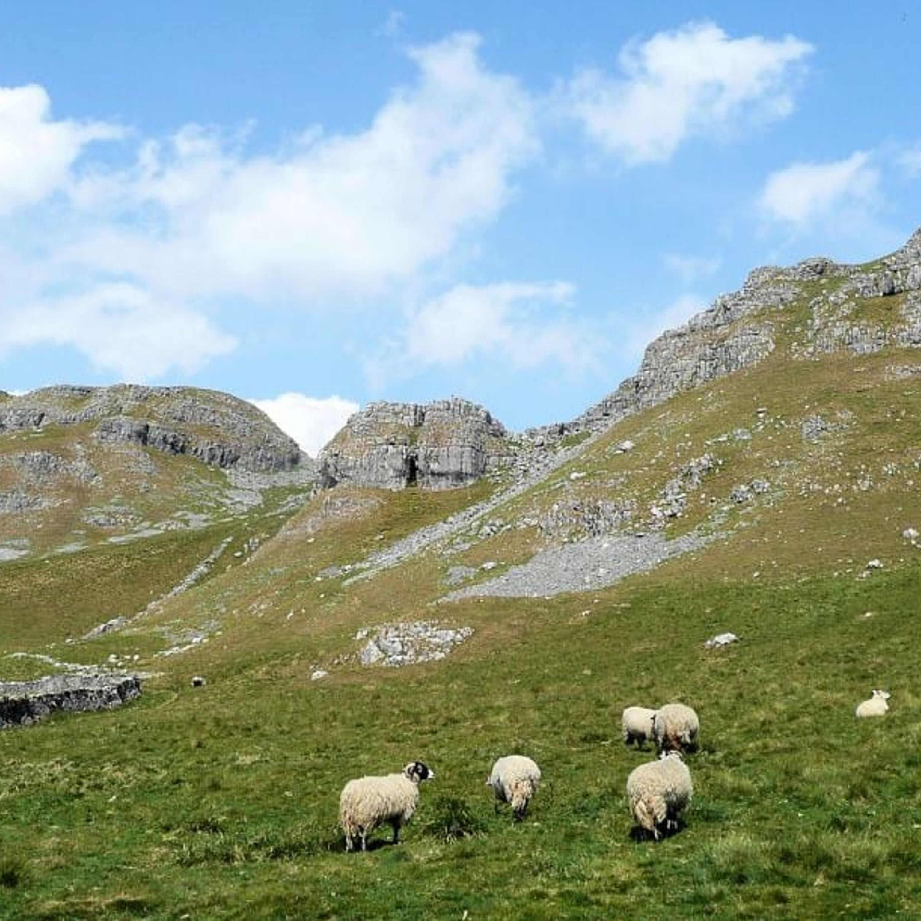 A grassy hillside with sheep grazing and rocky mountains in the background.