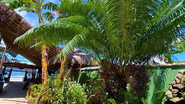 A tropical garden with various plants and a thatched-roof structure. - Pousada Ilha Bonita (Guarujá)