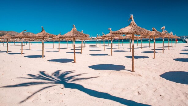 Una playa con hileras de sombrillas de paja y una palmera proyectando sombra.