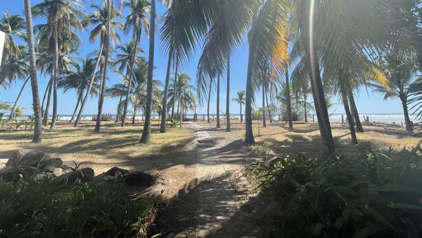 A beach path lined with palm trees leading to the ocean. - Sugarloaf Beachhouse and Surf Lodge (Jucuaran)