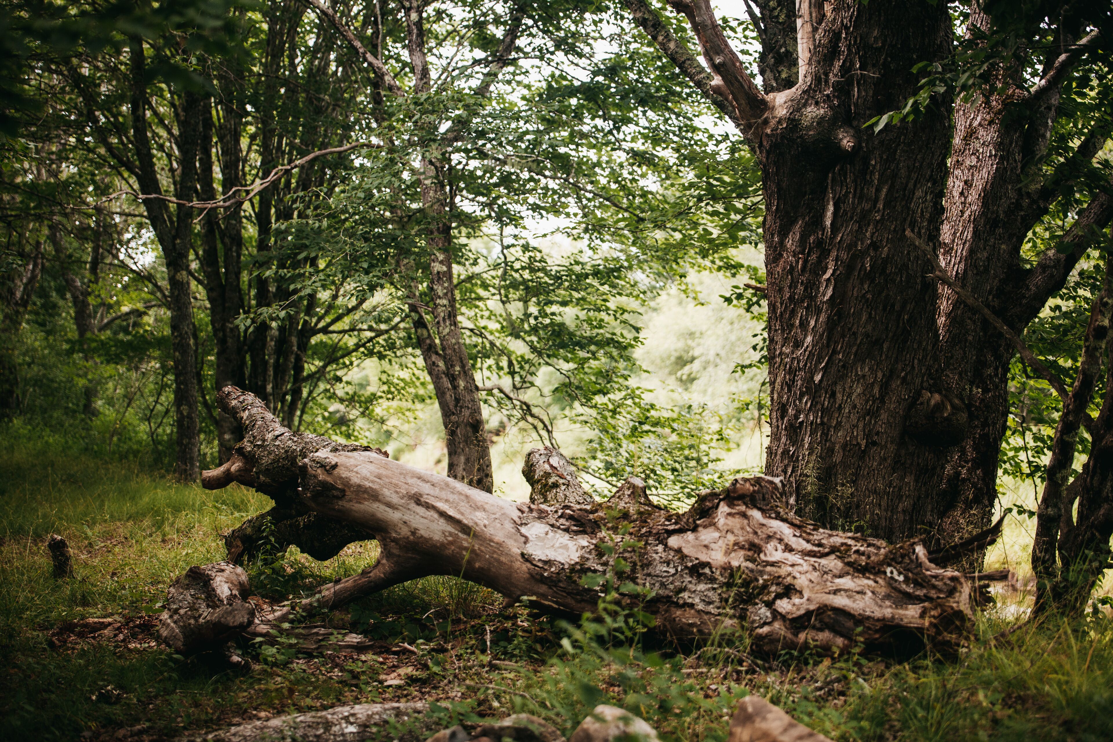Metsämaisema, jossa on kaatunut puu ja suuri puunrunko.