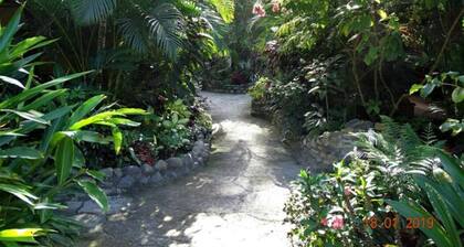 Casa Caribbean Coconut