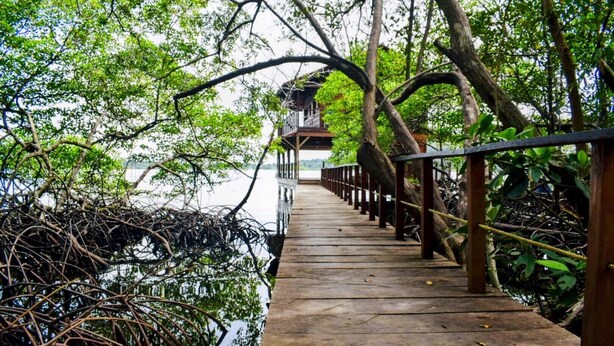 Un pont en bois, doté de garde-corps, entouré d’une végétation luxuriante et de mangroves, menant à une construction avec un balcon.