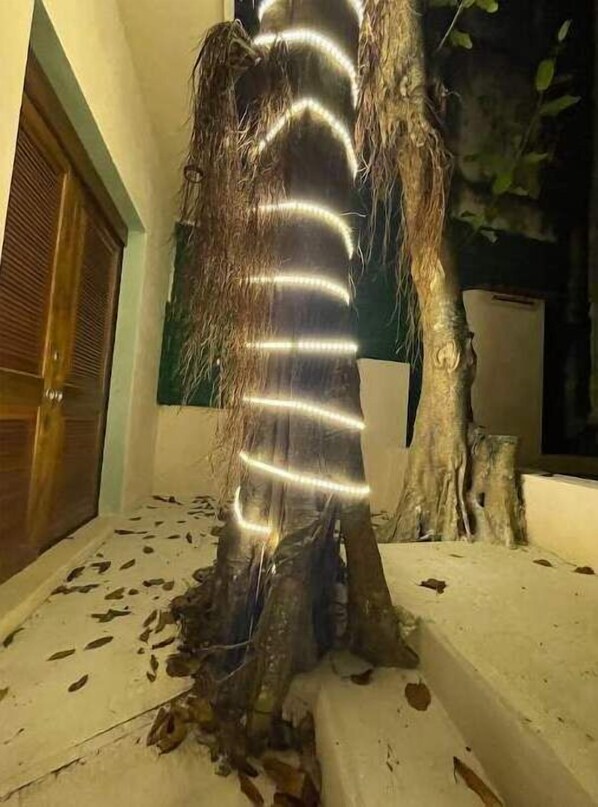 Un arbre décoré de guirlandes lumineuses enroulées autour de son tronc.