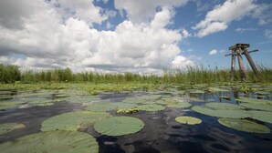 Un paysage naturel avec une étendue d’eau recouverte de nénuphars et une structure en bois visible au loin.